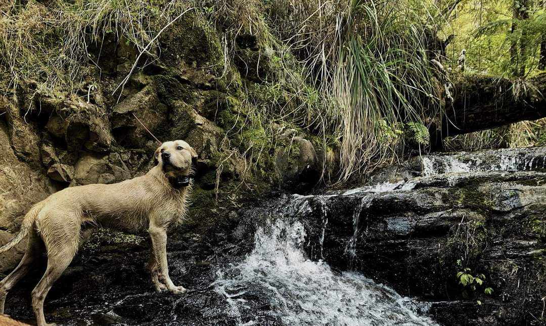 Dog wearing GPS Collar by small waterfall.