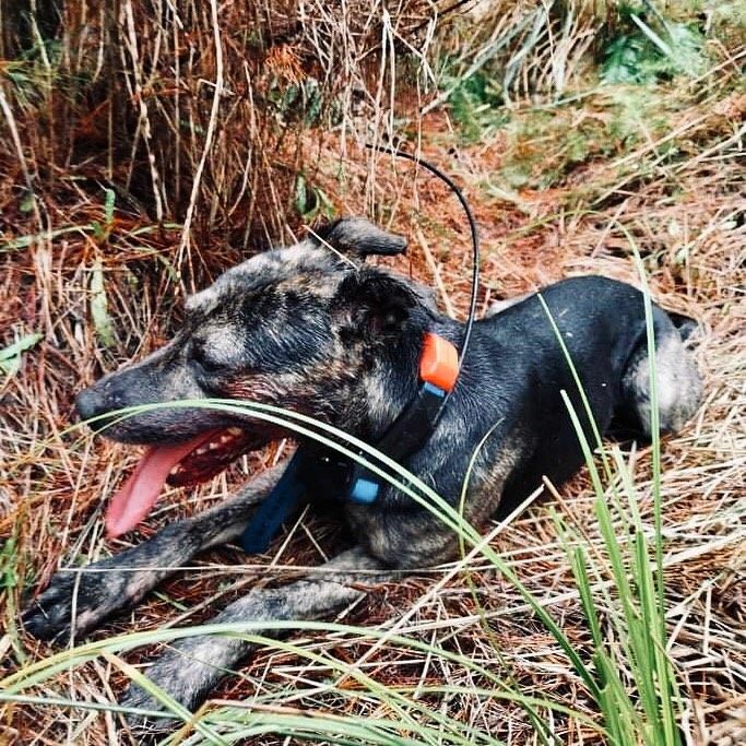 Dog wearing GPS Collar sitting down.