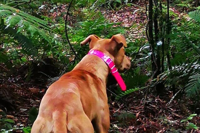 Dog wearing Pink GPS collar.